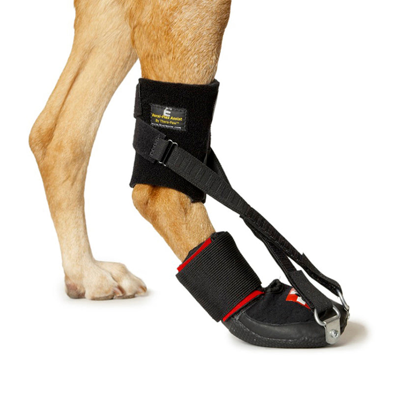 Thera-Paw Dorsi-Flex Assist Boot – Scout's House